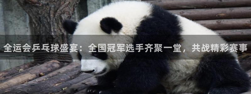 玩球tv直播：全运会乒乓球盛宴：全国冠军选手齐聚一堂，共战精彩赛事